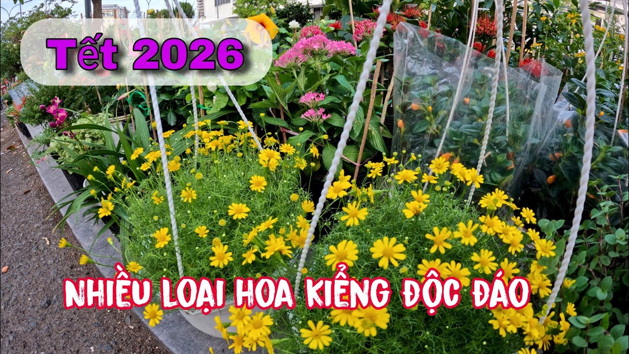 Không khí Tết 2026 phố đi bộ nguyễn huệ và cùng sắp đến festival Hoa Sa Đéc lần 2 đặc biệt hơn 2024