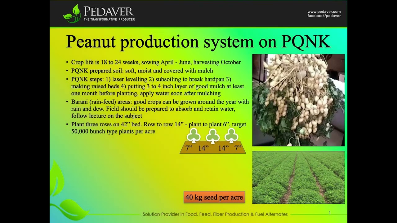 Peanut production on PQNK