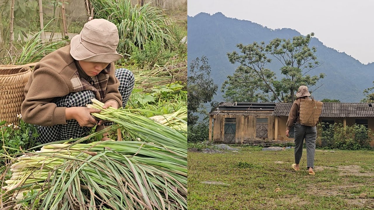 Filling Soil Around Peanut Trees and Harvesting Lemongrass for Sale/ Daily Life - Le Thi Hon