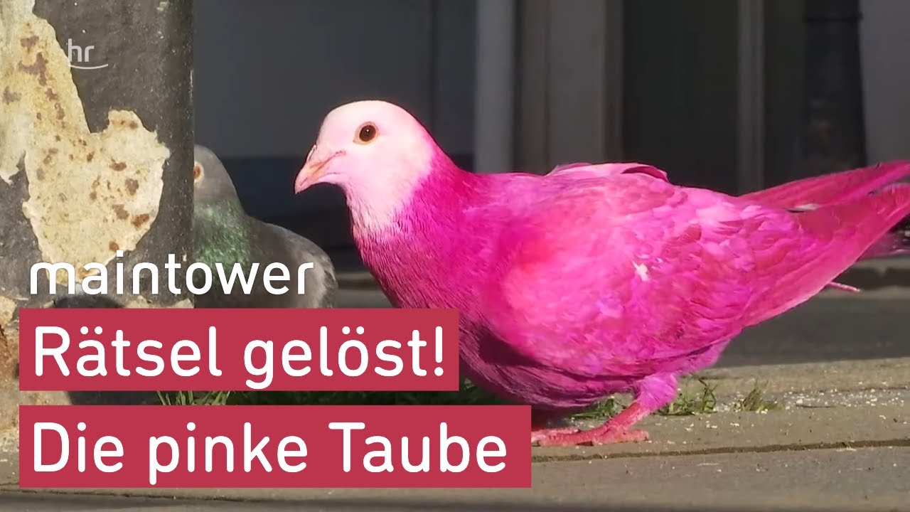 Pinke Taube in Bad Homburg! Das Rätsel um den bunten Vogel | maintower
