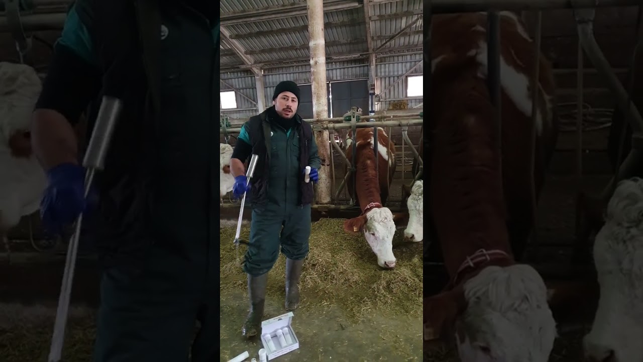 boluslar nedir ne ise yarar #hayvan #inek #hayvancılık #boğa #simental #holstein #brownswiss