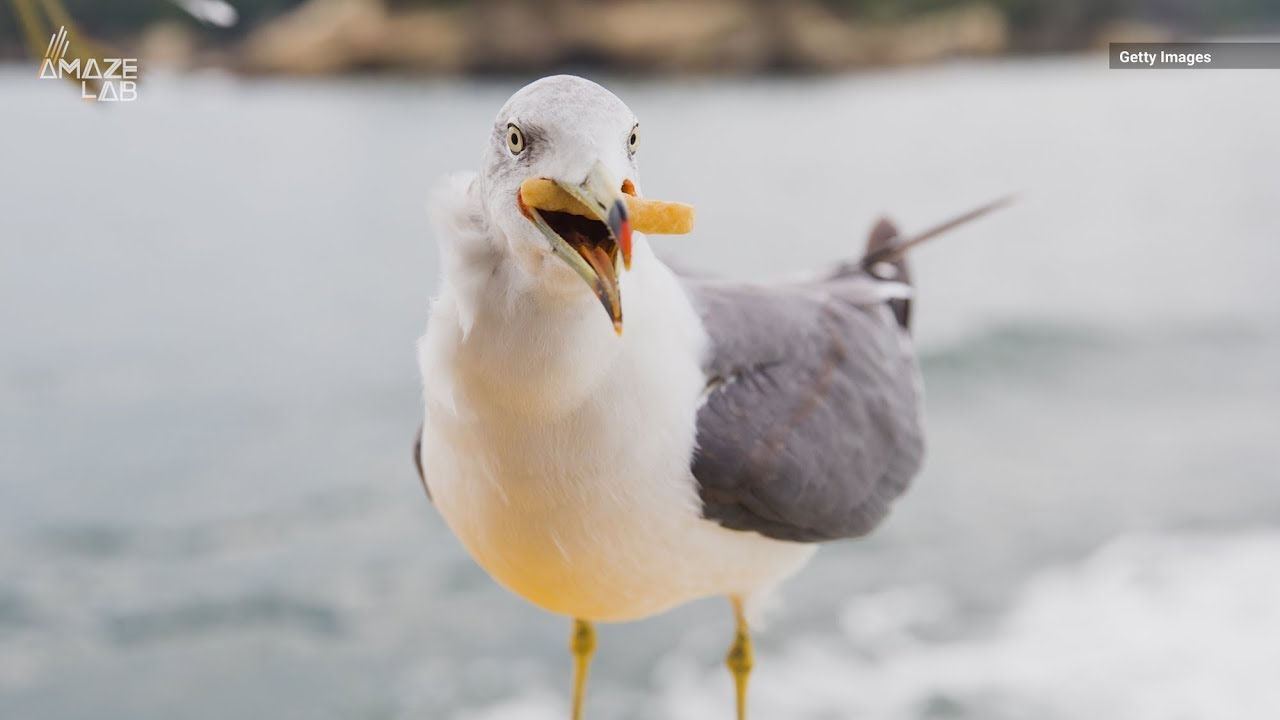 How to Stop Seagulls From Stealing Your Fries, According to New Study