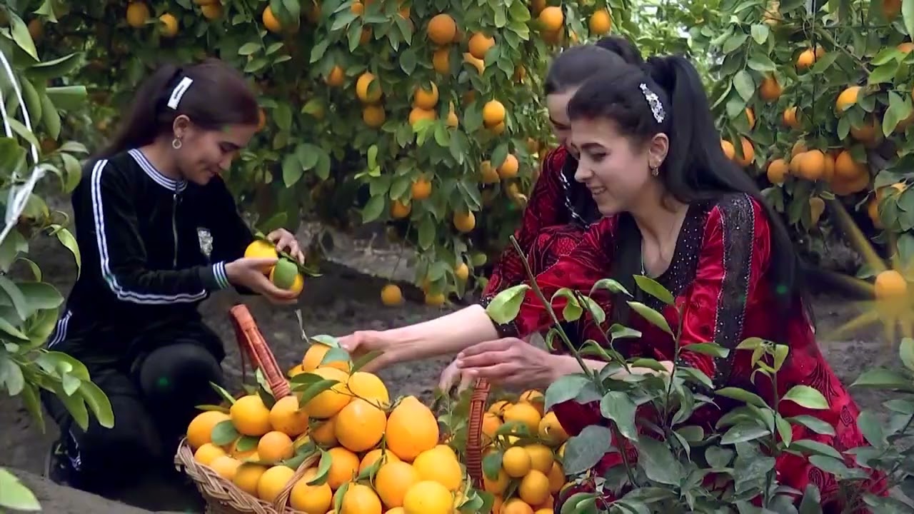 🍋 Чинозлик Норматов Пўлат ота томорқасидаги иссиқҳонада термос усулида лимон етиштиришни амаллади