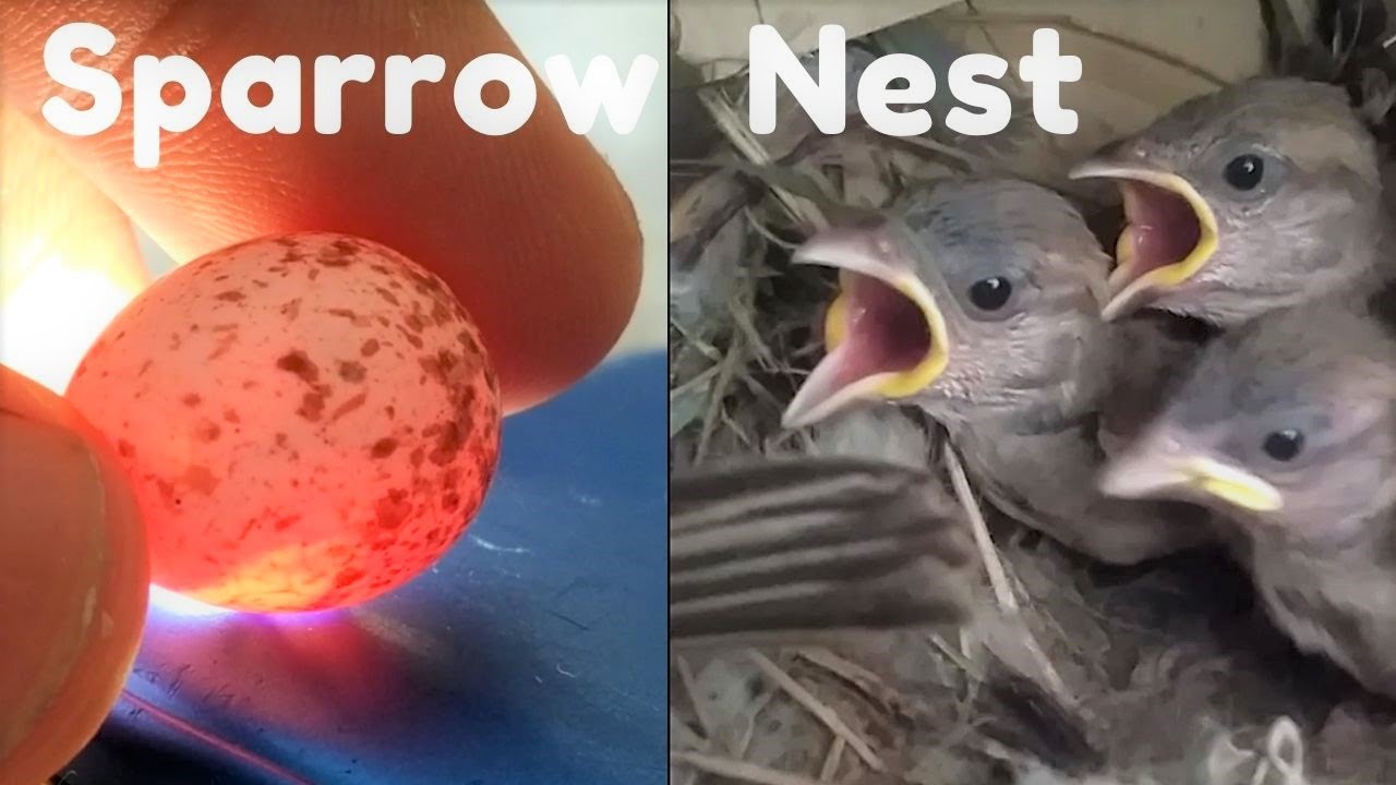 From eggs to wings,  Sparrow nest cam