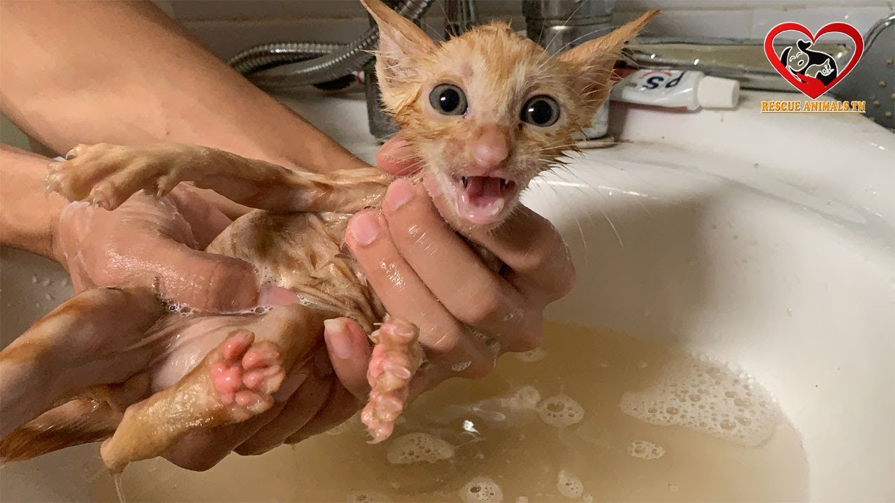 A Lonely soul baby kitten screaming for help at night First Update-First Bath after rescued