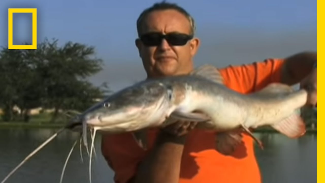 Giant Fish Helped by Fishing? | National Geographic