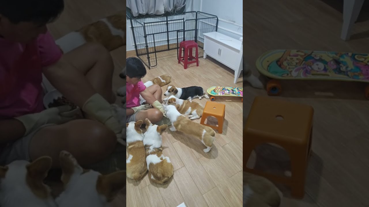 🐶 코기TV | Corgi TV |방구석 루틴! 보드 타고 7남매 저녁 먹방 🛹 (Indoor routine! Dinner 🍚)