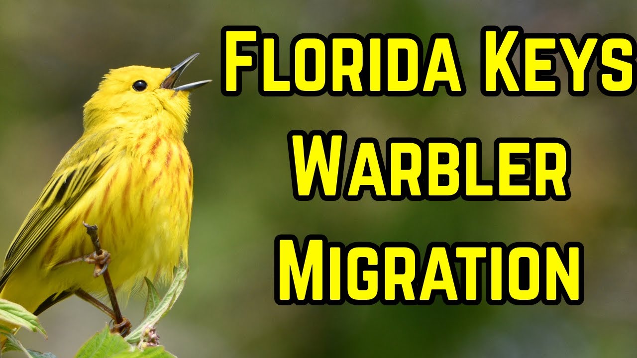 10 Warblers That Migrate Through the Florida Keys 