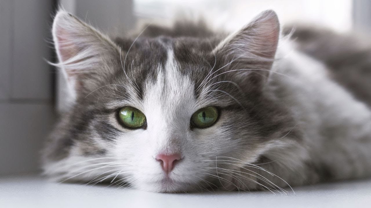 Cats Unveiled  Mysterious Charm of Feline Grace