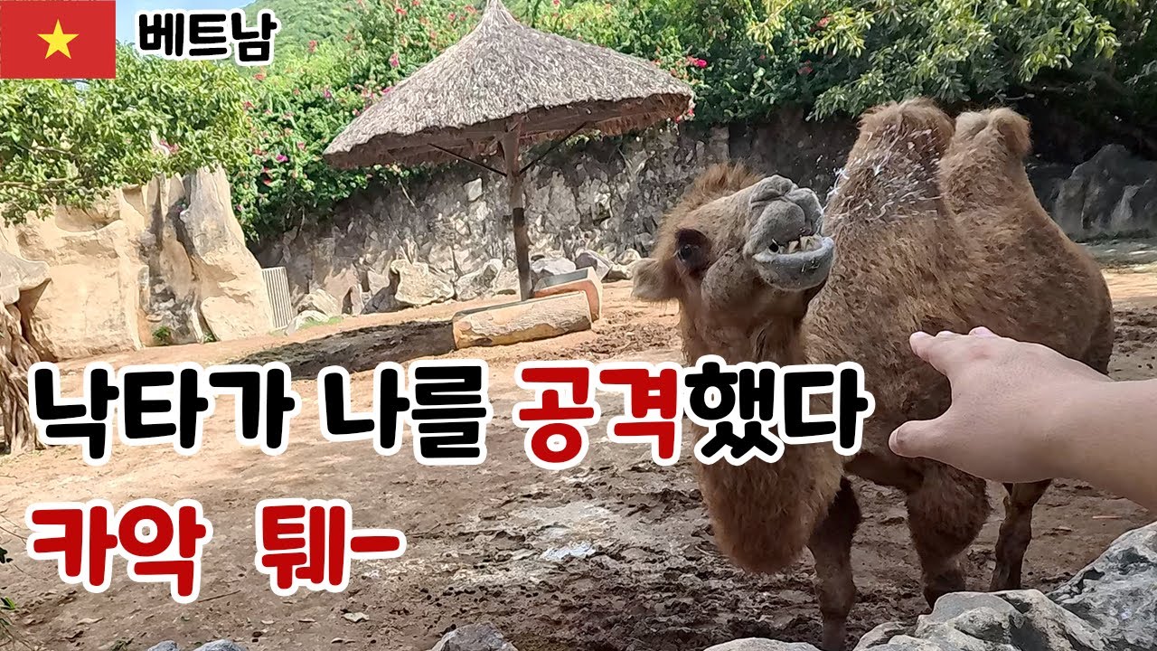 낙타가 나를 공격했다 ㅋㅋ 이렇게 허접할 수가 [베트남] 8 나트량,냐짱