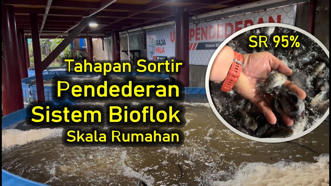 Benih Hidup 95% (SR) ⁉️ Pendederan Sistem Bioflok Ikan Nila Skala Rumahan ‼️ Tahapan Sortir