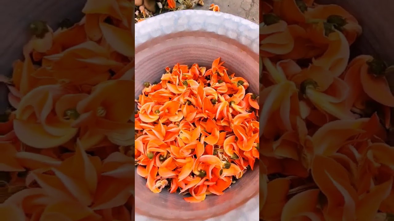 dhuleti me kesuda ke flower se Natural colour bnaya#viral #dhuleti #holi #villagelife #colors