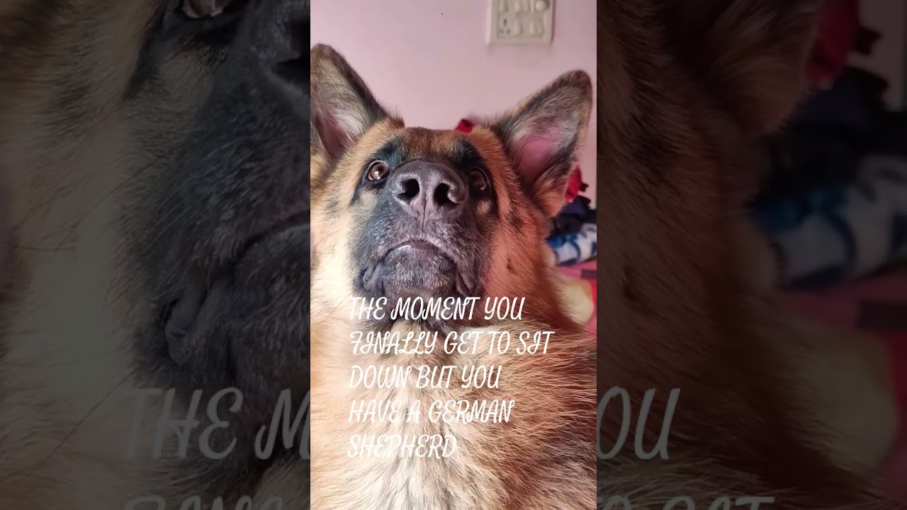 #germanshepherd