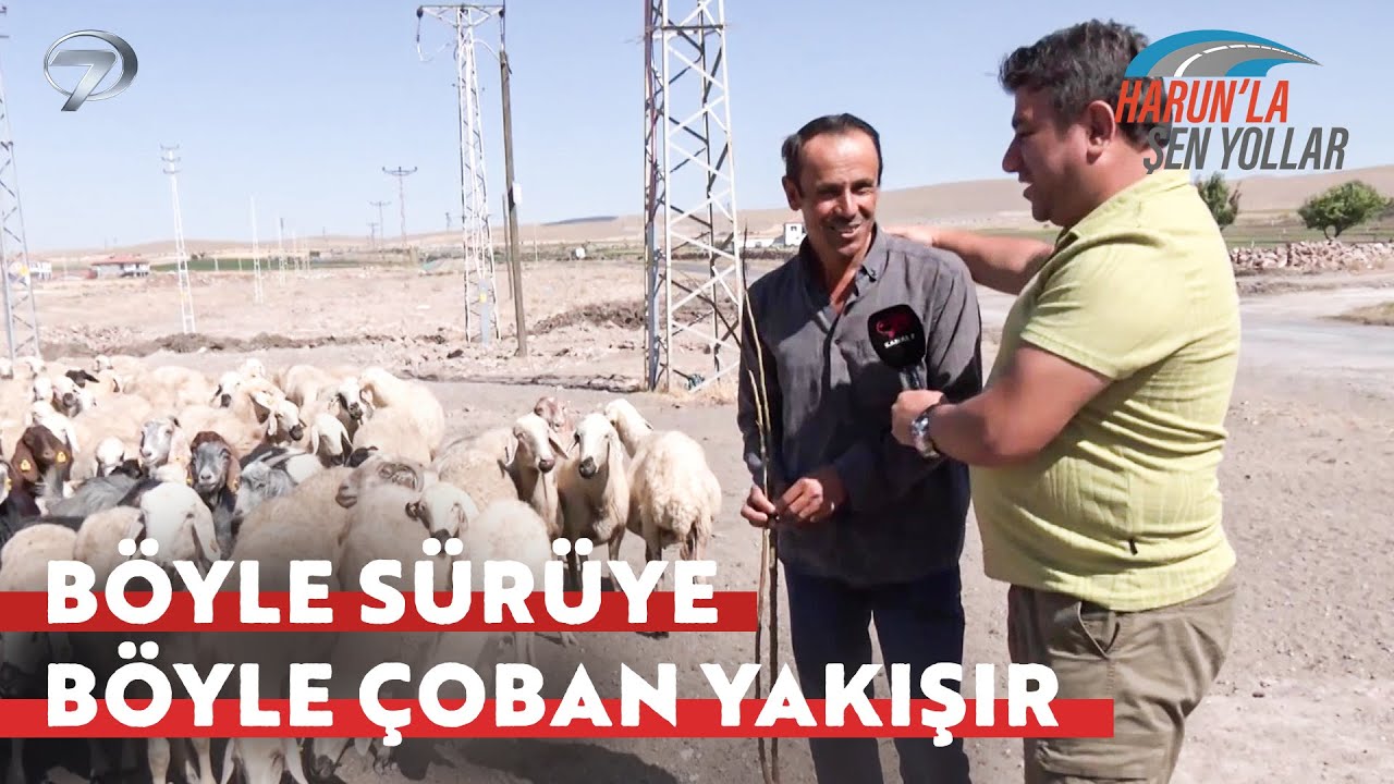 Keçilerin mi Koyunların mı Sözü Geçiyor?  | Harun'la Şen Yollar