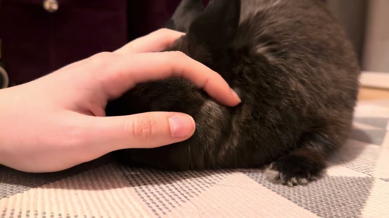 Lucky bunny. Hermelin rabbit at home