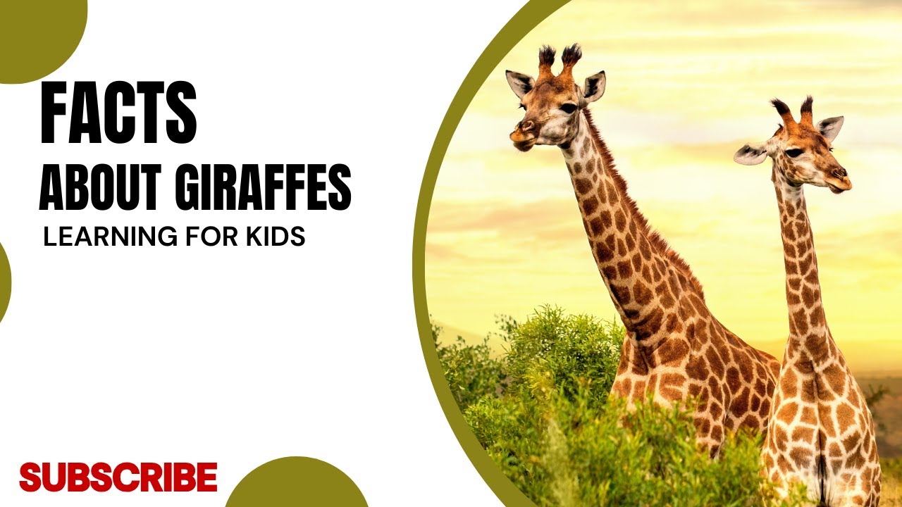 GIRAFFE VIDEOS FOR KIDS - Facts about Giraffes for Children, Preschoolers | Learning for K ids