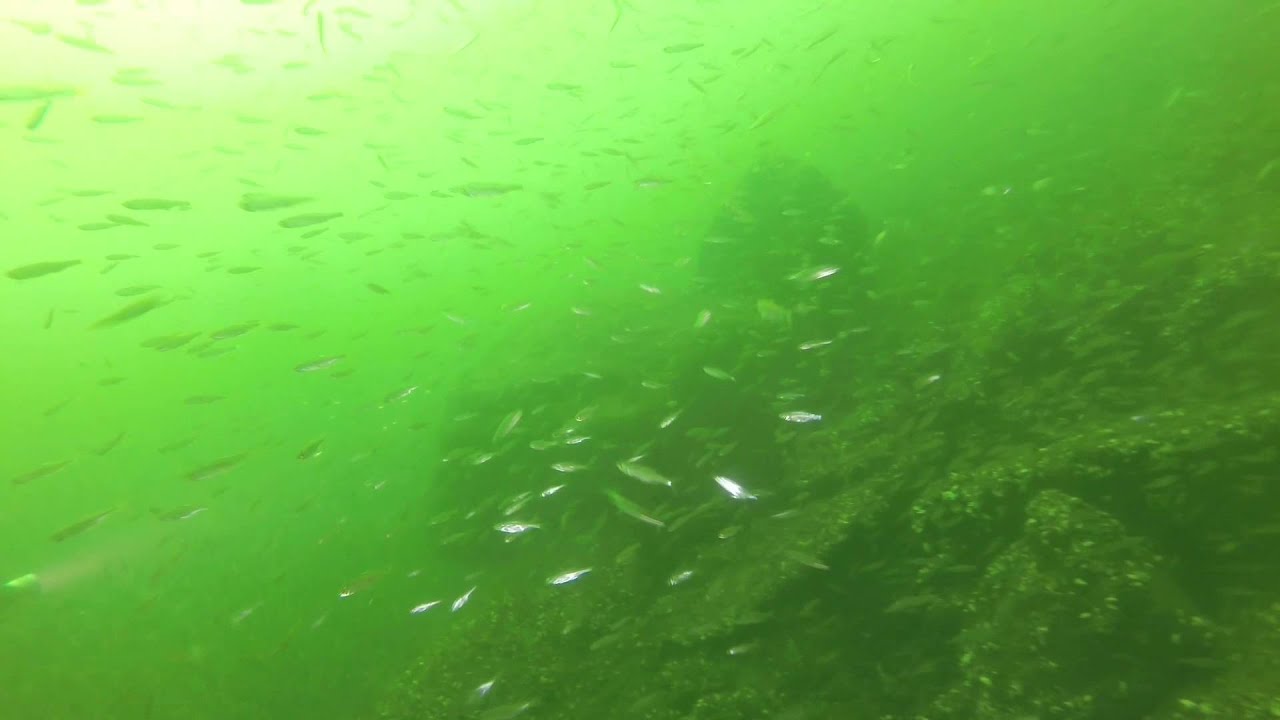 Tauchen Hennesee - Ein au&szlig;ergew&ouml;hnlicher Tauchgang