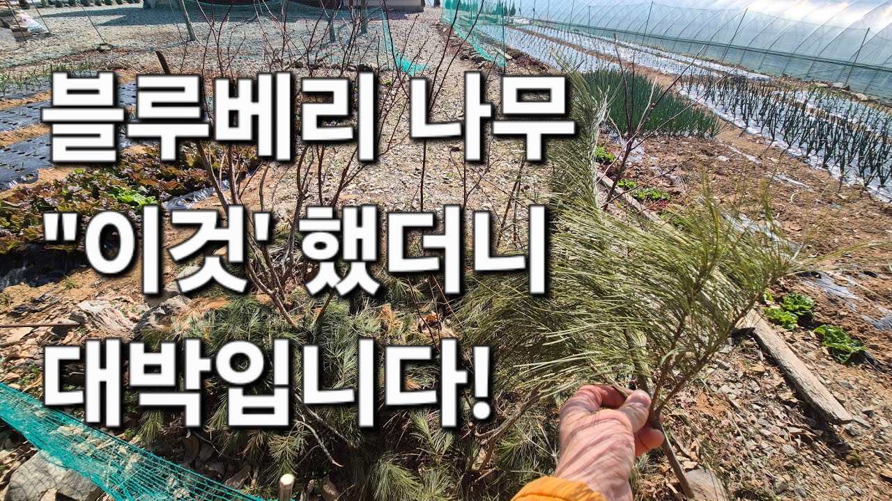 블루베리 나무 키우는 법. '이거
