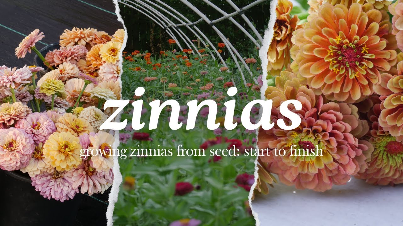 Growing Zinnias: How to Plant Zinnia Seeds from Start to Finish / Zinnias as Cut Flowers