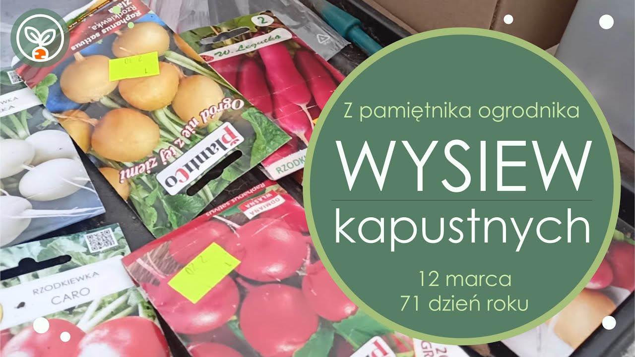 Wysiew kapustnych : rzodkiewki, kalafiory, kalarepy, kapusty i jarmuże