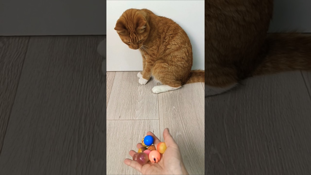 Gingy the Cat 💜 So Satisfying, He Can't Stop Looking #reverse #cat #asmr #sirgingy #funny