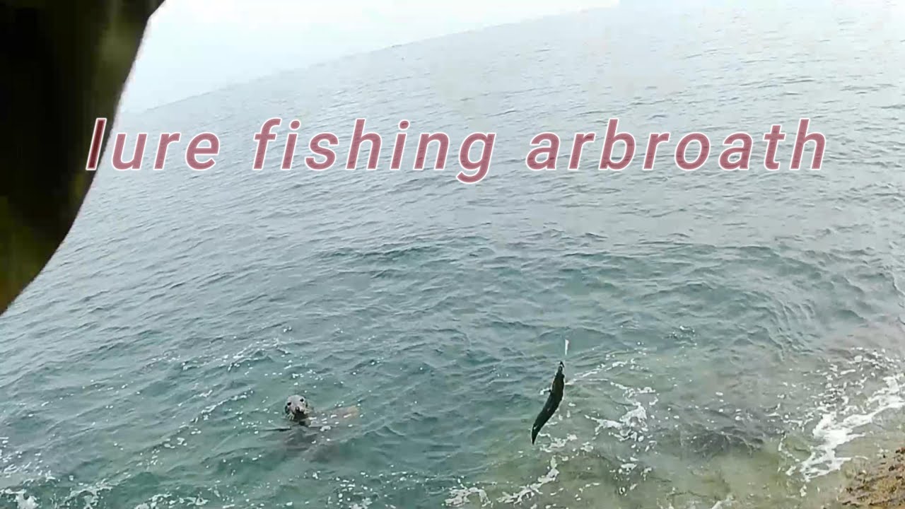 lure fishing on the Arbroath cliffs