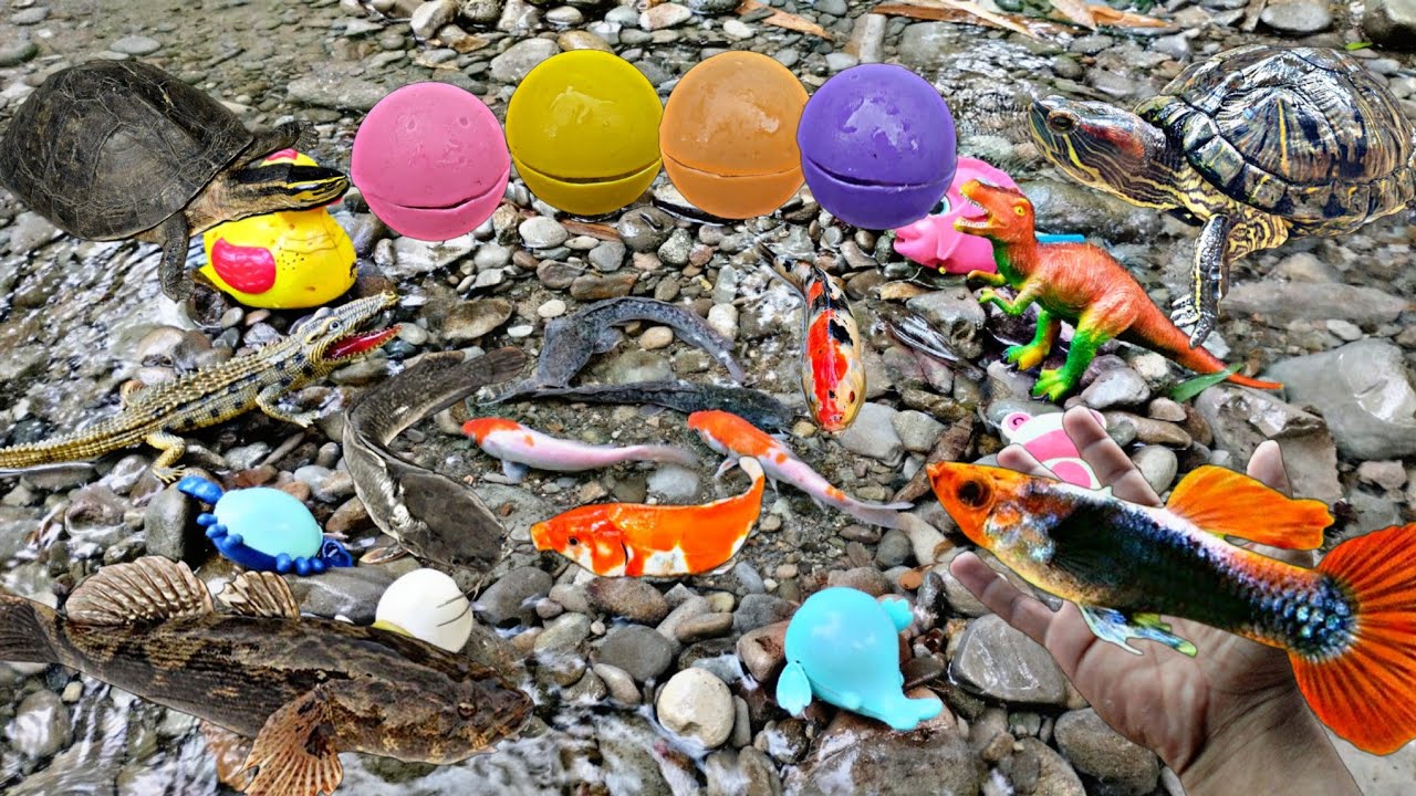Menangkap ikan hias disungai, ikan koi, ikan lele, ikan gabus, ikan nila, ikan guppy, bebek