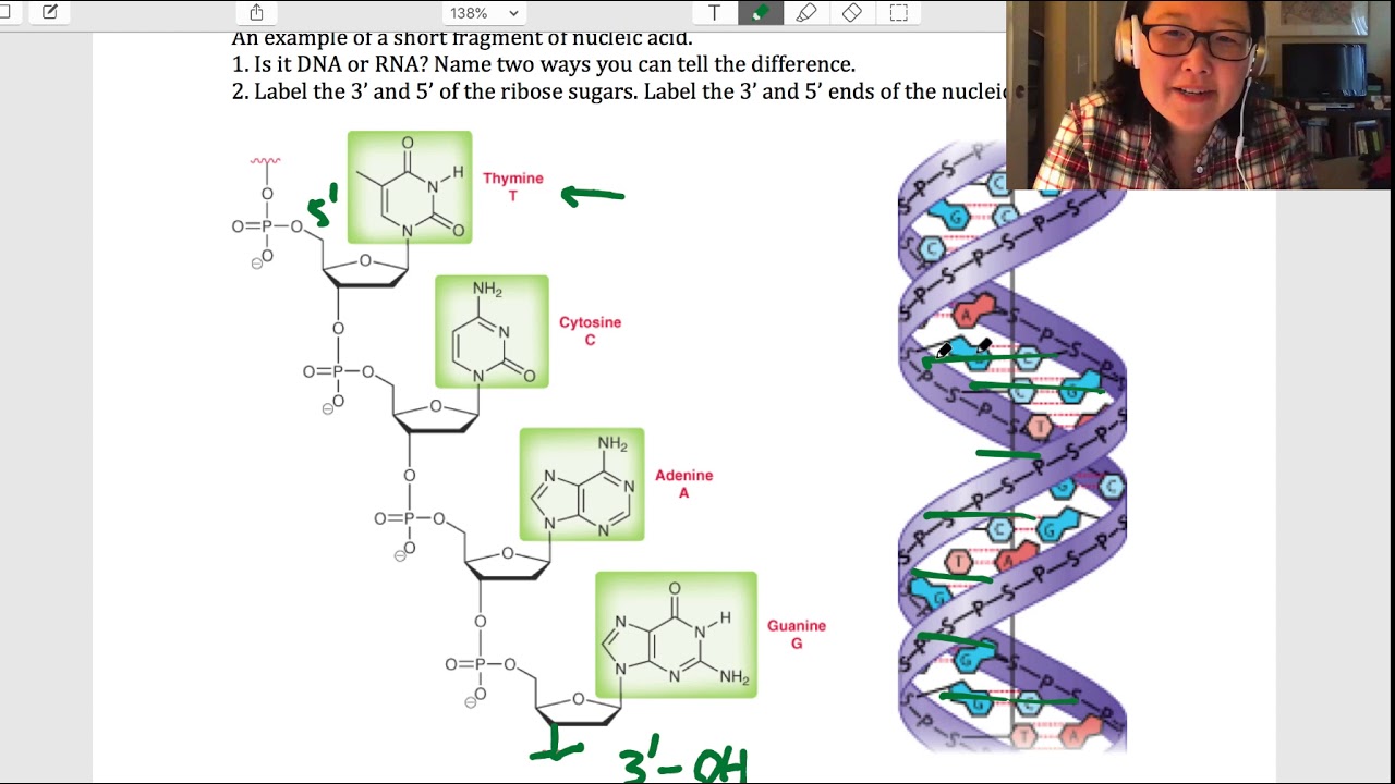 Nucleic Acids