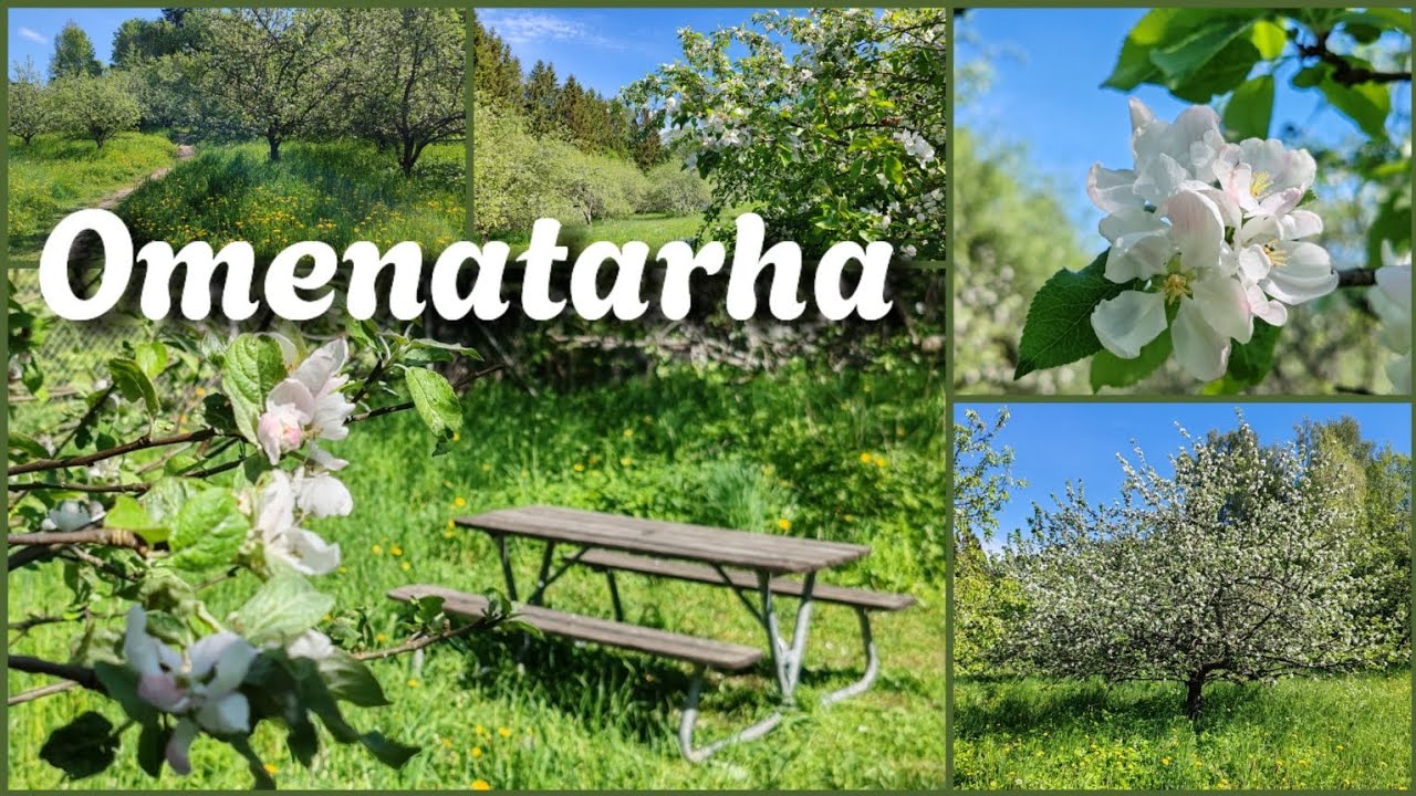 Malminkartanon omenatarha