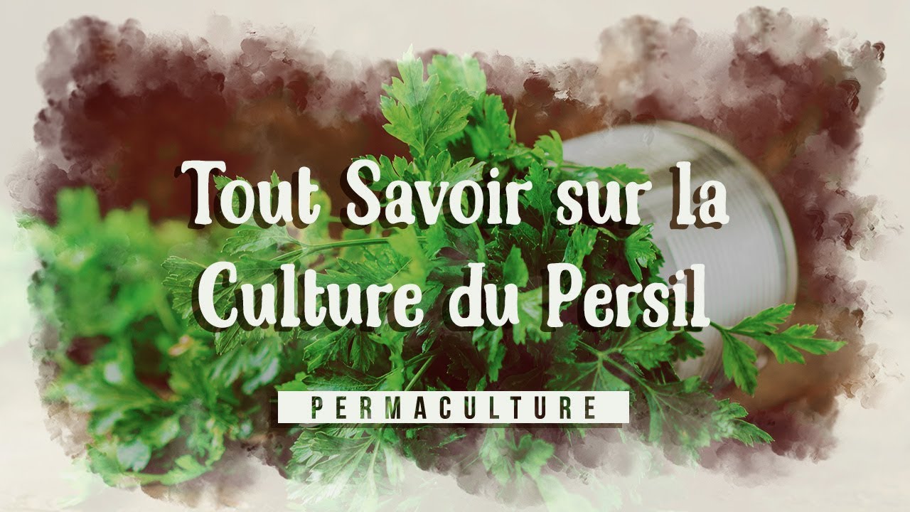 Tout Savoir sur la Culture du Persil 🌱