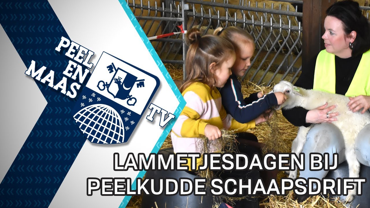 Lammetjesdagen bij Peelkudde Schaapsdrift - 20 maart 2023 - Peel en Maas TV Venray