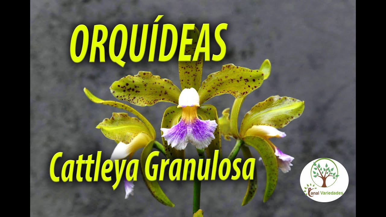 Orquídea Cattleya Granulosa, uma aula para Orquidófilos ministrada por Sergio Rangel