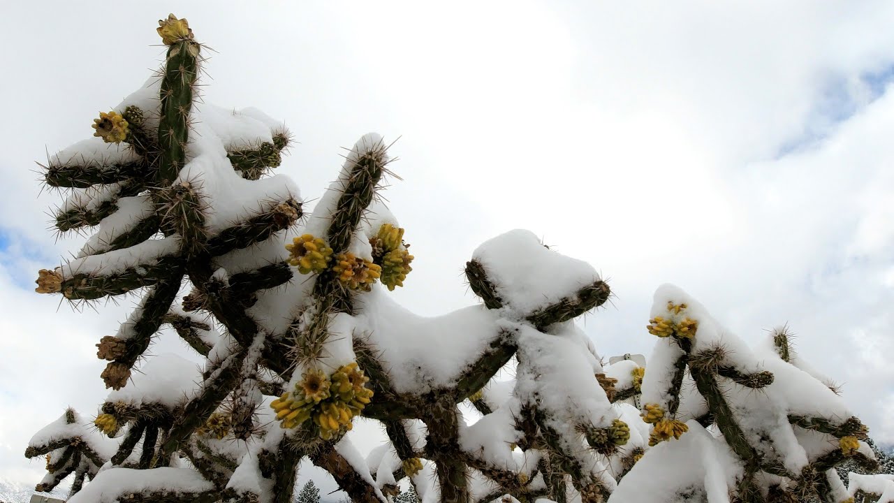 Snowy Cactus - Desert Winter
