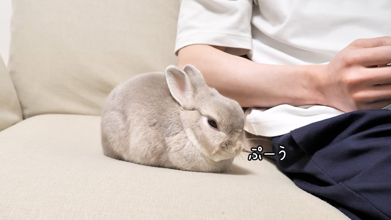 読書してる飼い主のとなりで退屈なのかずっとぷうぷう言ってるうさぎさん