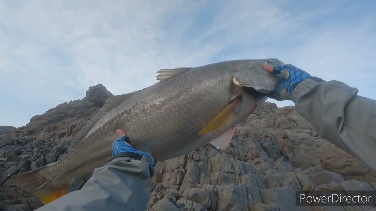 Pesca de Corvina (cilus gilberti) 10.300kg en un lugar muy complicado