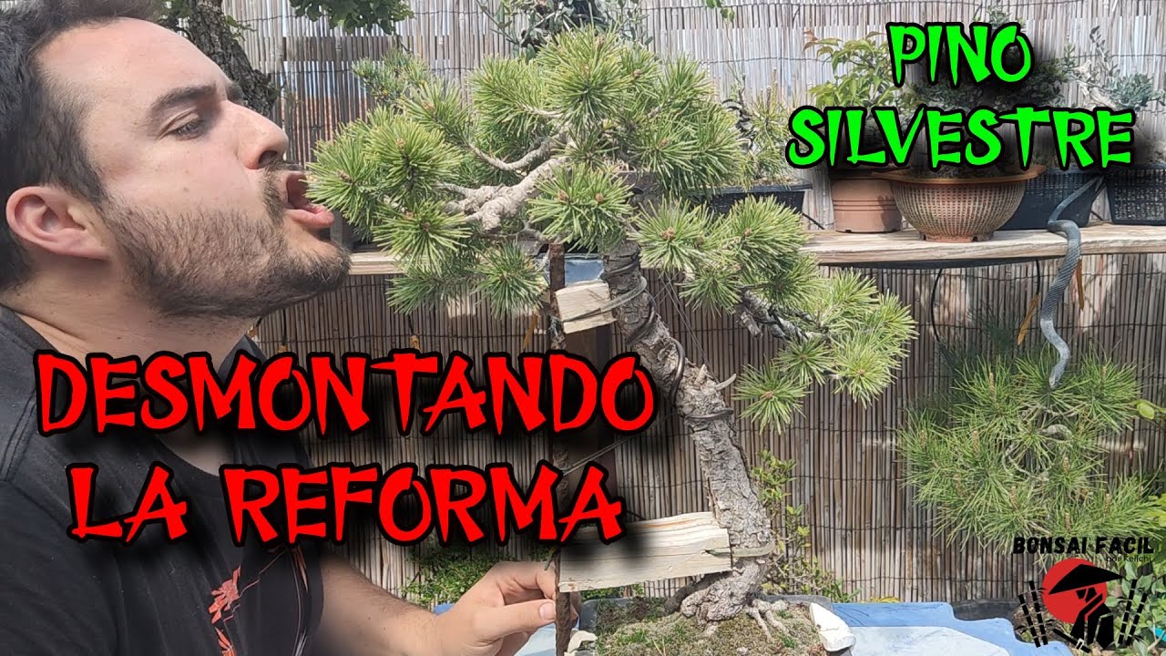 Pino silvestre desmontando el andamio - Bonsai Facil
