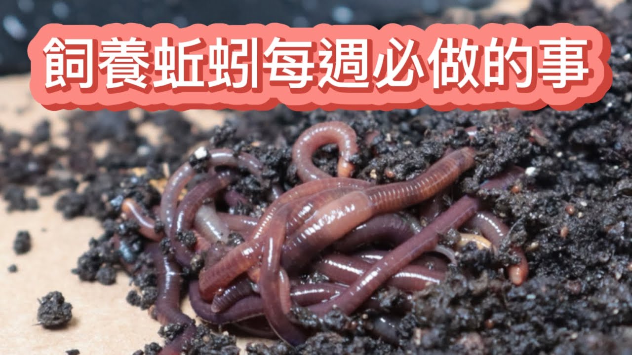飼養蚯蚓必做的4件事vs蚯蚓在蚯蚓箱內必做的3件事【蚯蚓飼養攻略#9】