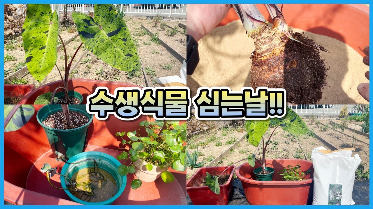수생식물 제대로 심어 건강하게 키워보세요!! 수생식물 키우는 흙은 따로 있다??