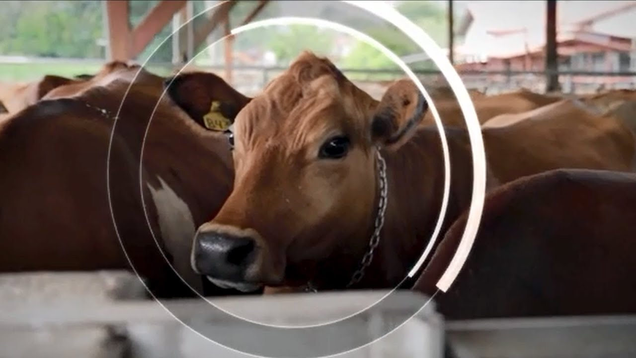 Happy Cows Help Save the Planet: Climate Smart Agriculture in Costa Rica