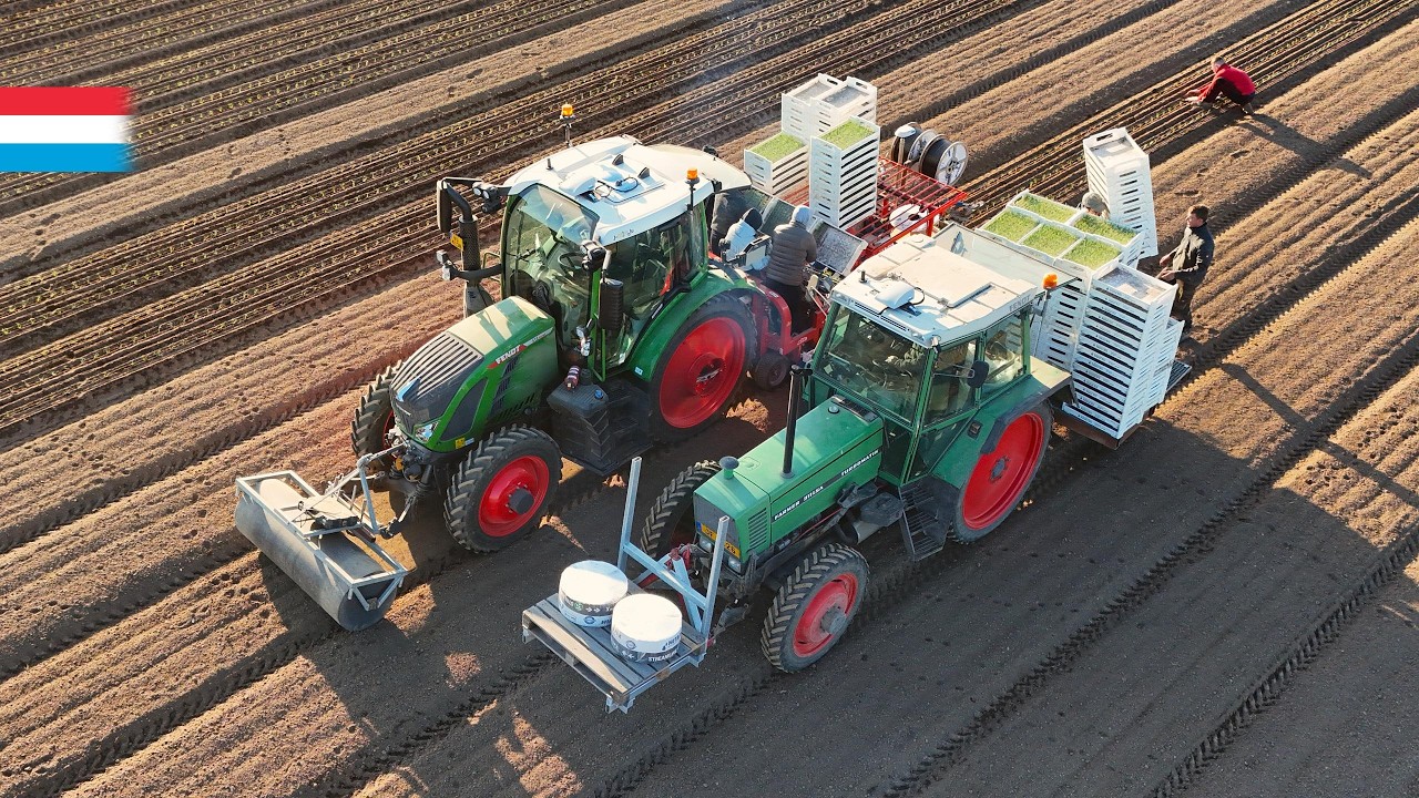Zwiebeln pflanzen | Fendt 516 Vario + Ferrari FastBlock // Fendt Farmer 311 | Luxemburg 2025