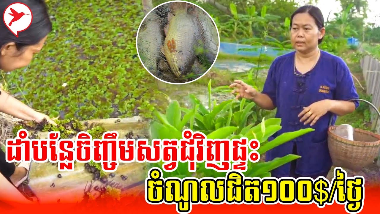 ដាំបន្លែចិញ្ចឹមសត្វជុំវិញផ្ទះ ចំណូលជិត១០០$/ថ្ងៃ | កម្មវិធីកសិកម្ម