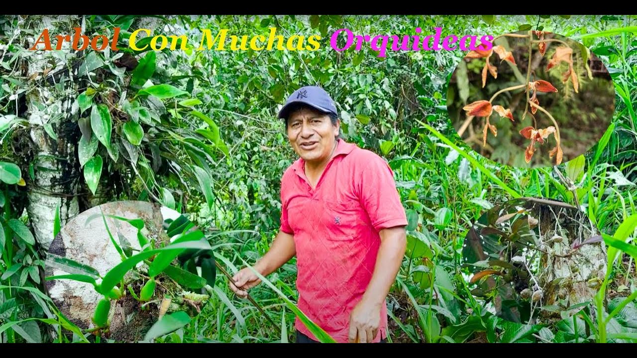 EL ARBOL DE ORQUIDEAS. | Juanito el curioso | Orquídeas naturales.