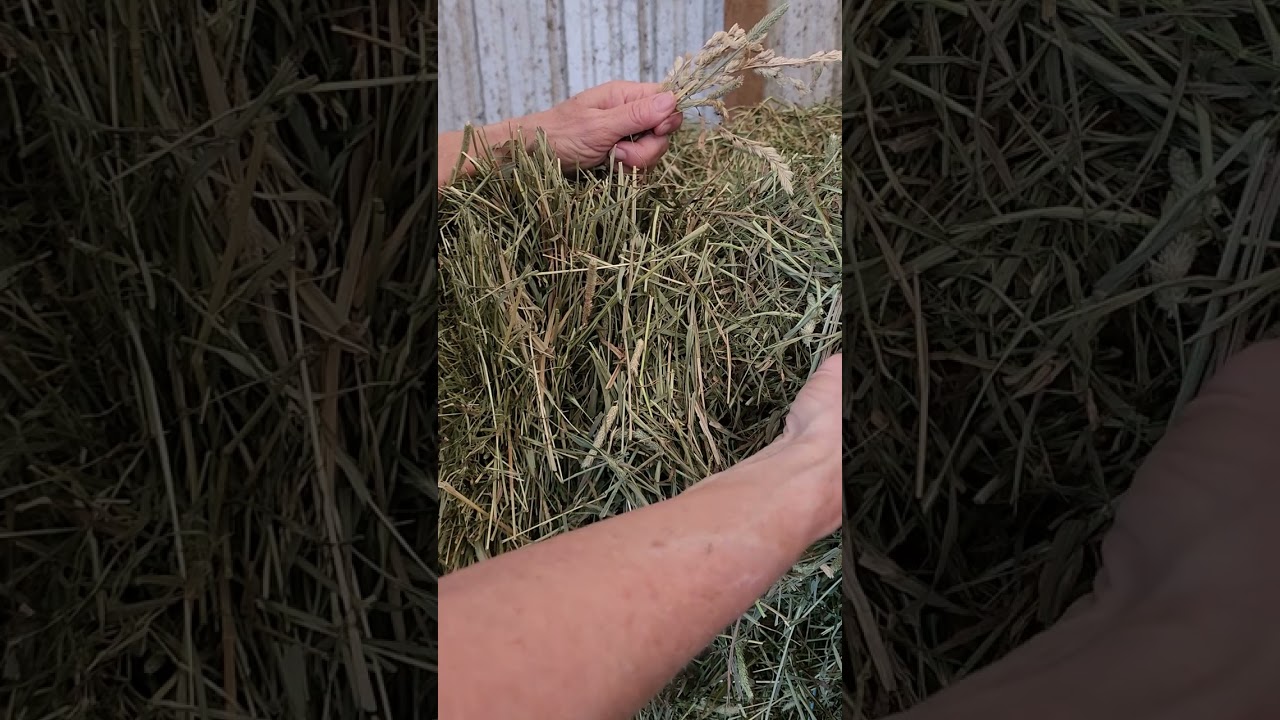 Feed Value of Timothy Hay & Orchard Grass: How to Tell If YOUR Hay is High Quality