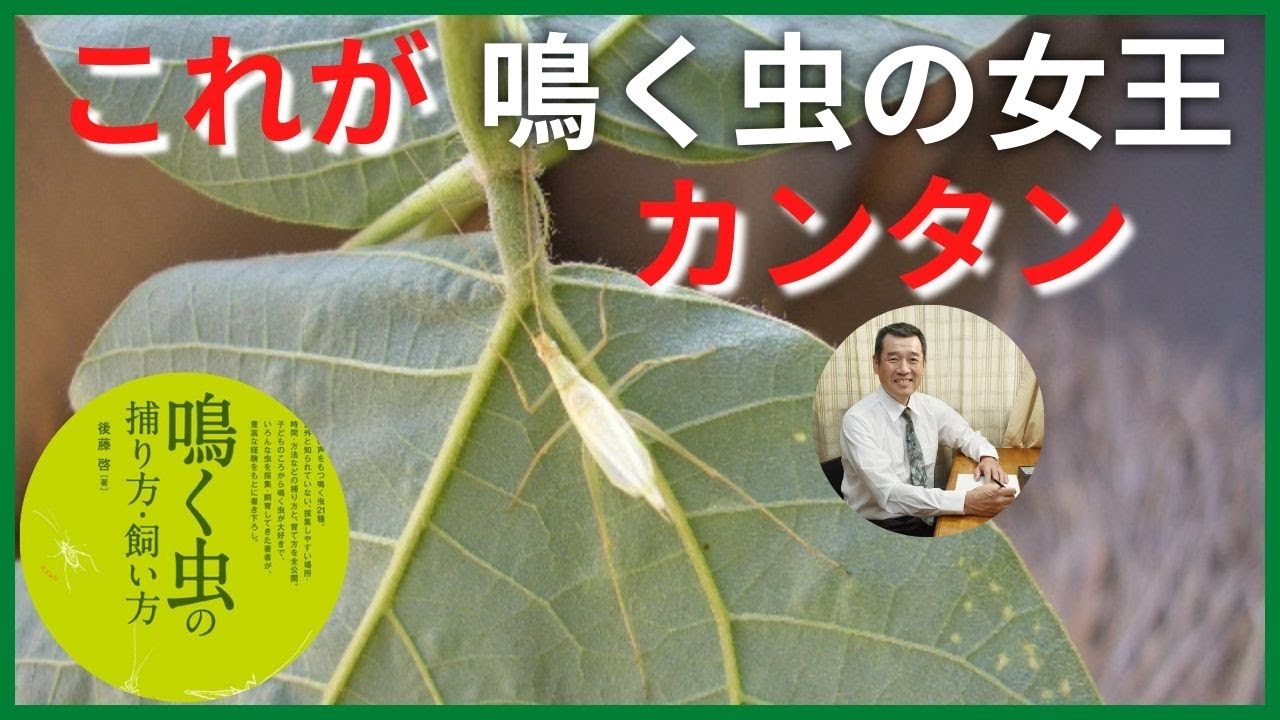 【カンタン】の魅力をテロップ解説する動画