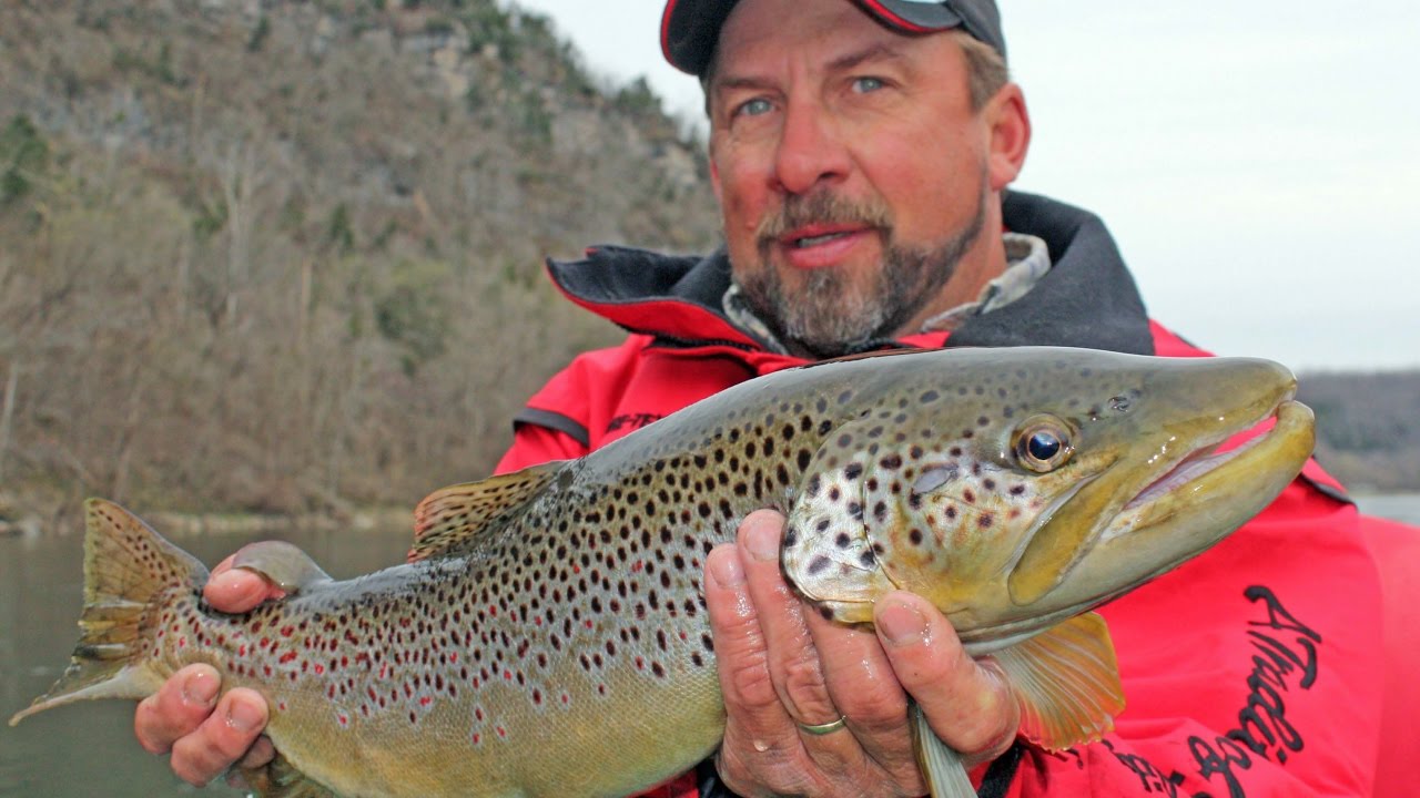 Brown Trout on the Arkansas' White River