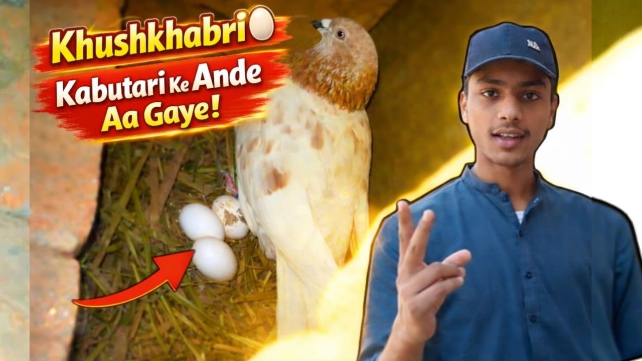 Finally! Hamari Kabutar Ke Ande Aa Gaye 🥚🐦 | Garage zoo 🔥