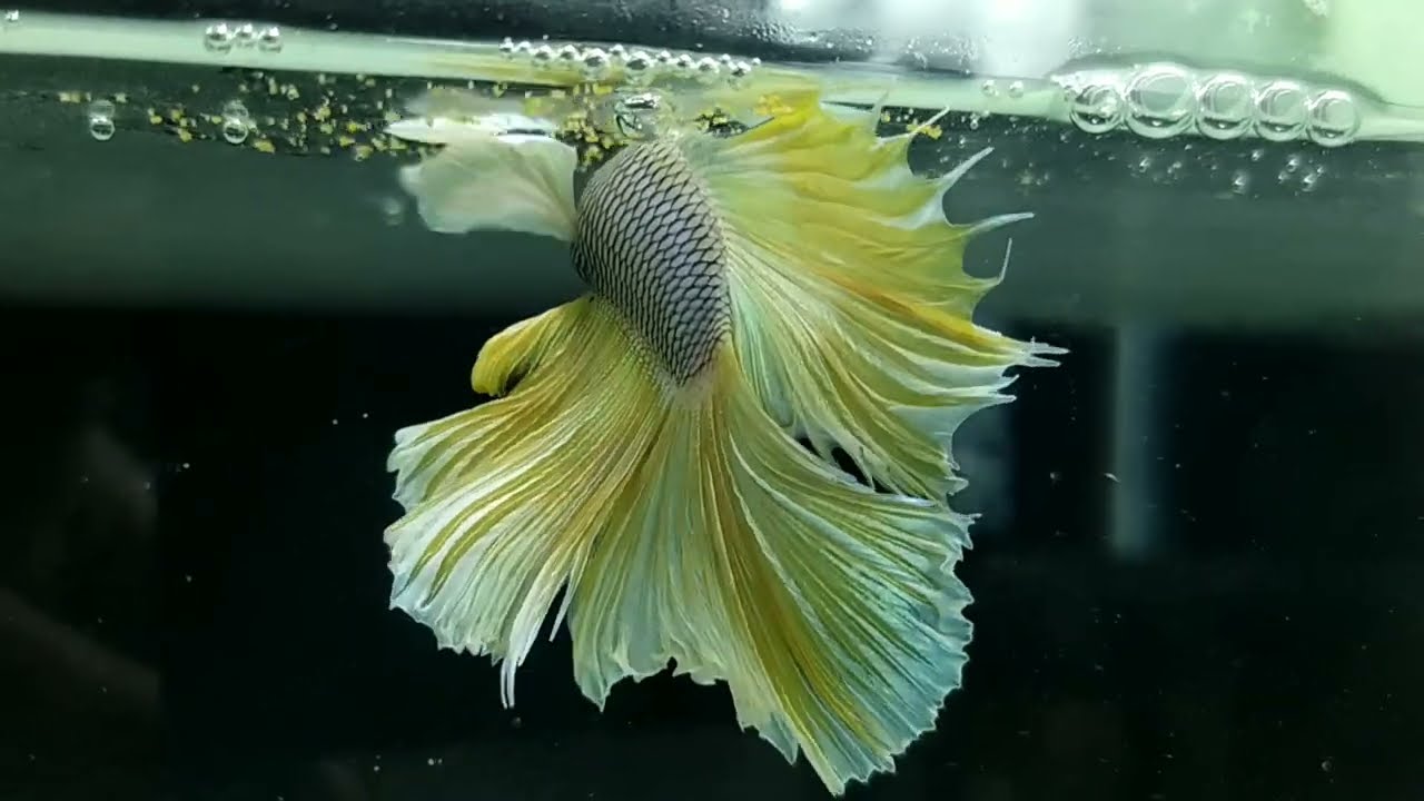 Preparing breeding betta fish | Betta fish female