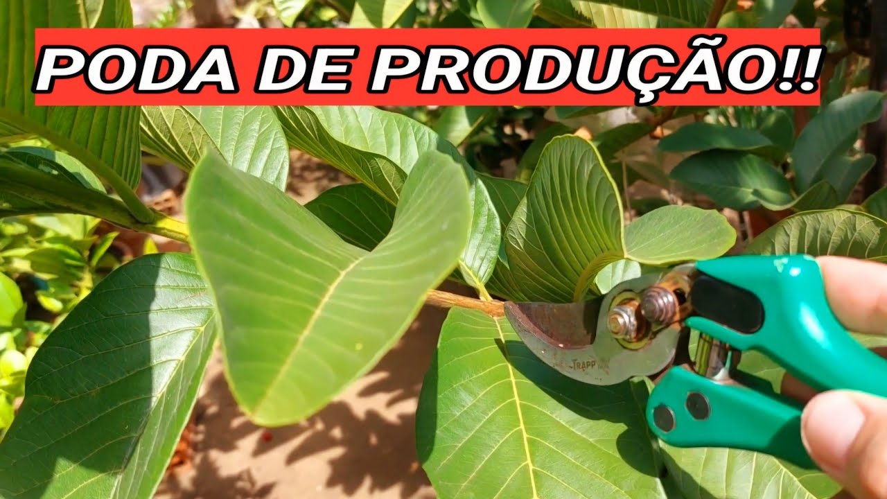 COMO FAZER A PODA DE PRODUÇÃO NA GOIABEIRA | COMPLETO!!