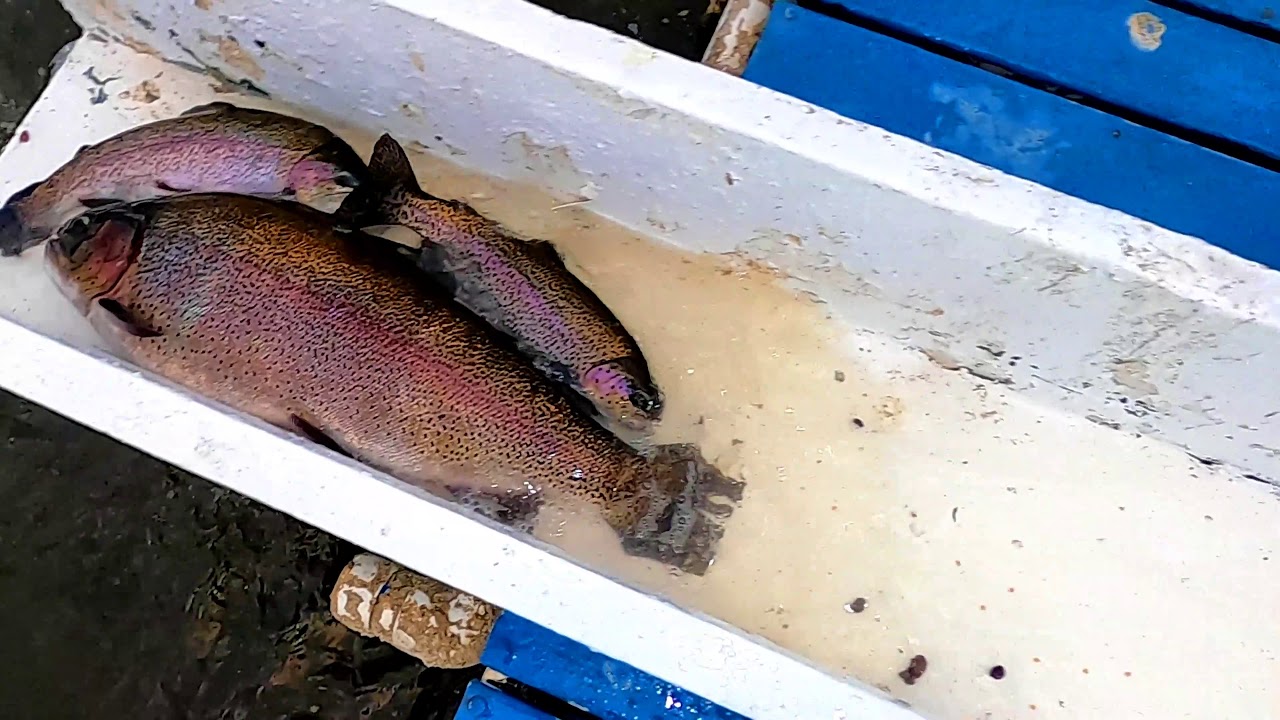 1/9/20 STOCKING BIG TROUT & SIERRABOWS AT SANTA ANA RIVER LAKES