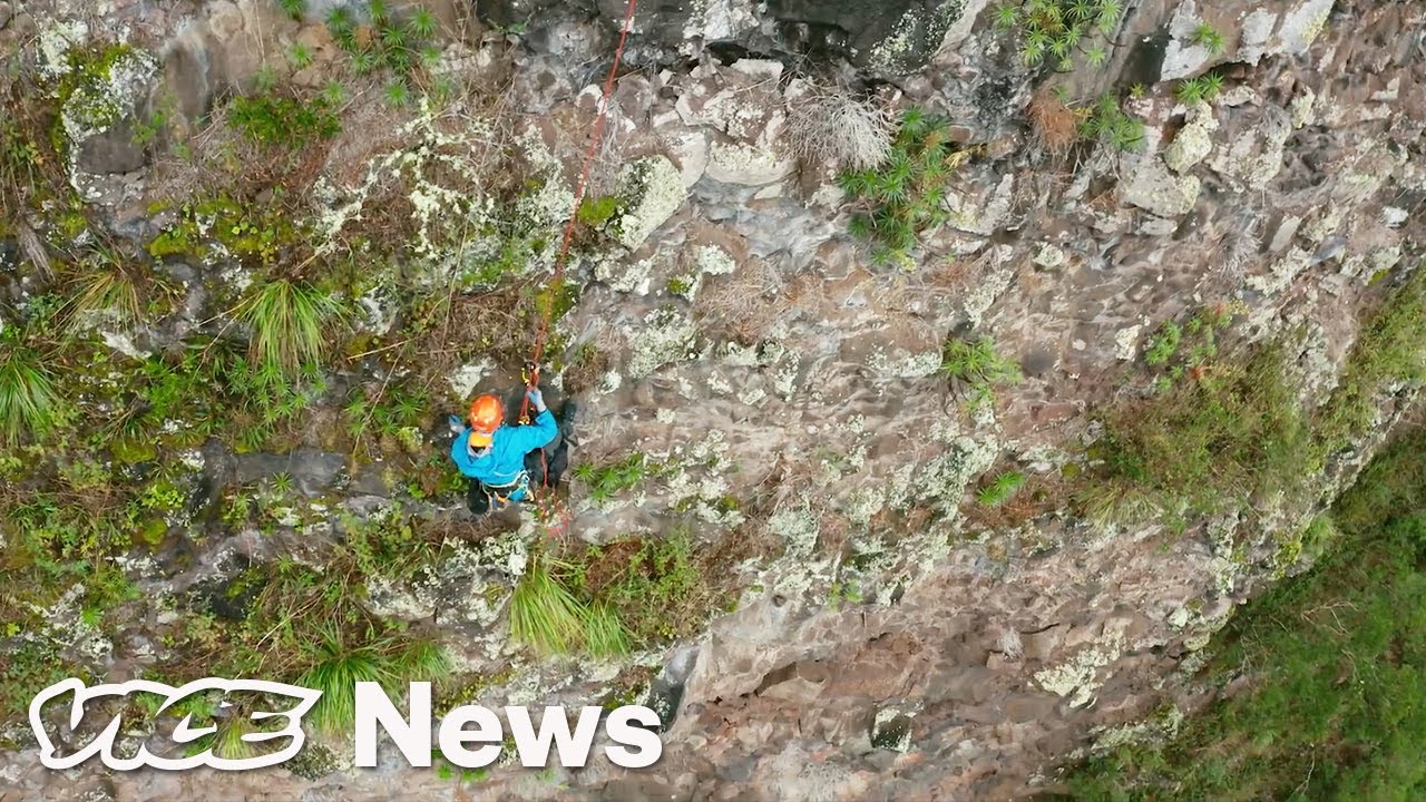 These Botanists Are Scaling Cliffs to Save Endangered Plants